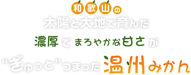 和歌山の太陽と大地で育んだ濃厚でまろやかな甘さが“ぎゅっと”つまった温州みかん