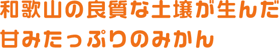 和歌山の良質な土壌が生んだ甘みたっぷりのみかん